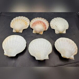 Vintage Lot Of 6 Natural Scallop Shell Seashell Craft Decor Coastal 3.5" Baking